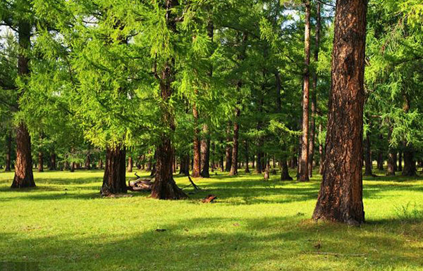 園林綠化維護常見問題及處理方法
